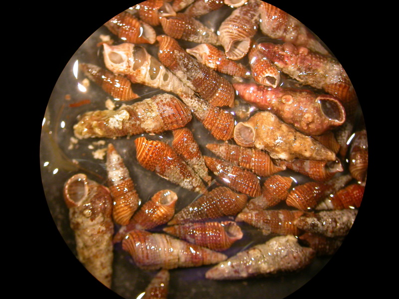 Bittium da determinare